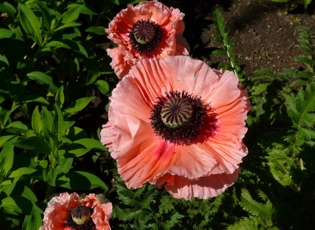 Papaver orientale 'Petticoat'
